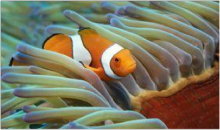 clown fish in soft coral